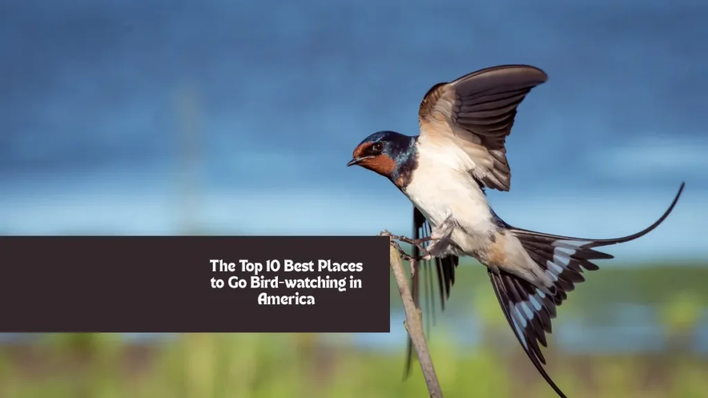 The Top 10 Best Places to Go Bird-watching in America